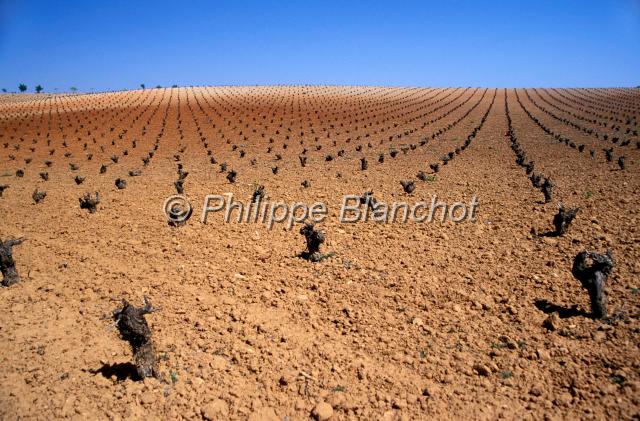 espagne castille 02.JPG - VignobleCastille La MancheEspagne